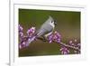 Tufted Titmouse-Lantern Press-Framed Art Print