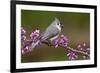 Tufted Titmouse-Lantern Press-Framed Art Print