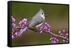 Tufted Titmouse-Lantern Press-Framed Stretched Canvas