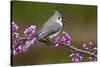 Tufted Titmouse-Lantern Press-Stretched Canvas