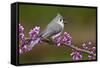 Tufted Titmouse-Lantern Press-Framed Stretched Canvas