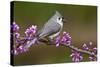 Tufted Titmouse-Lantern Press-Stretched Canvas