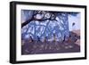 Tug of War, Gujarat, India, 2001-Andrew Macara-Framed Giclee Print