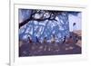 Tug of War, Gujarat, India, 2001-Andrew Macara-Framed Giclee Print