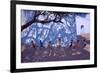 Tug of War, Gujarat, India, 2001-Andrew Macara-Framed Giclee Print