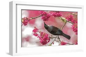 Tui 39-Kurien Yohannan-Framed Giclee Print