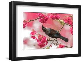 Tui 39-Kurien Yohannan-Framed Photographic Print