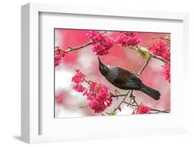 Tui 39-Kurien Yohannan-Framed Photographic Print