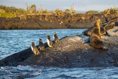 Galapagos sea lions basking in the sun, Galapagos-Tui De Roy-Photographic Print
