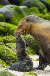 Galapagos sea lion releasing bubbles underwater, Galapagos-Tui De Roy-Photographic Print