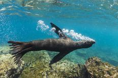 Galapagos sea lion releasing bubbles underwater, Galapagos-Tui De Roy-Photographic Print