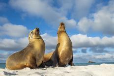 Galapagos penguin, Galapagos sea lion and Marine iguana-Tui De Roy-Photographic Print