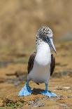 Male Blue-footed booby walking on sand, Galapagos-Tui De Roy-Photographic Print
