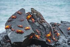 Nazca booby pair amongst Prickly pear cacti, Galapagos-Tui De Roy-Photographic Print