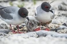 Galapagos penguin, Galapagos sea lion and Marine iguana-Tui De Roy-Photographic Print