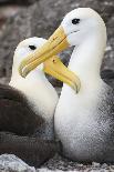 Waved albatross courting pair, Galapagos, Ecuador-Tui De Roy-Photographic Print