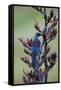 Tui, Parson Bird Sucking Nectar of Flowering-null-Framed Stretched Canvas