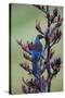 Tui, Parson Bird Sucking Nectar of Flowering-null-Stretched Canvas