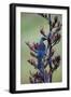 Tui, Parson Bird Sucking Nectar of Flowering-null-Framed Photographic Print