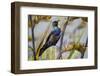 Tui (Prosthemadera Novaeseelandiae) on New Zealand Flax (Phormium) Flowerhead-Brent Stephenson-Framed Photographic Print