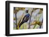 Tui (Prosthemadera Novaeseelandiae) on New Zealand Flax (Phormium) Flowerhead-Brent Stephenson-Framed Photographic Print