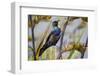 Tui (Prosthemadera Novaeseelandiae) on New Zealand Flax (Phormium) Flowerhead-Brent Stephenson-Framed Photographic Print