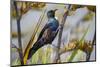 Tui (Prosthemadera Novaeseelandiae) on New Zealand Flax (Phormium) Flowerhead-Brent Stephenson-Mounted Photographic Print