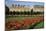 Tuileries Garden, buildings along Rue de Rivoli, Paris, France-David Barnes-Mounted Photographic Print