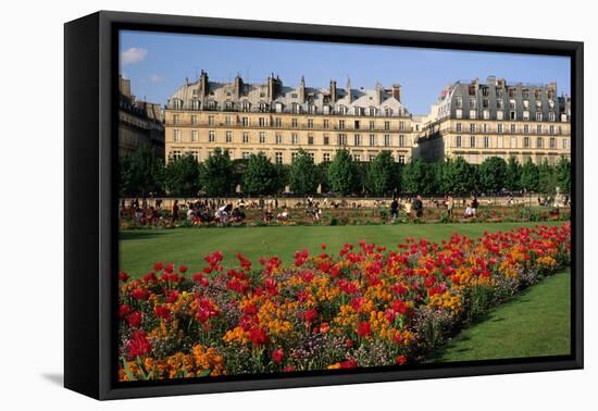 Tuileries Garden, buildings along Rue de Rivoli, Paris, France-David Barnes-Framed Stretched Canvas