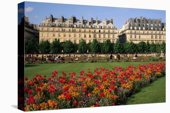 Tuileries Garden, buildings along Rue de Rivoli, Paris, France-David Barnes-Stretched Canvas