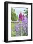 Tuileries Garden, Paris, France-Lisa S. Engelbrecht-Framed Photographic Print