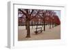 Tuileries Gardens in Winter, Paris, Ile de France, France-null-Framed Art Print