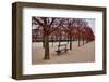 Tuileries Gardens in Winter, Paris, Ile de France, France-null-Framed Art Print