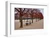 Tuileries Gardens in Winter, Paris, Ile de France, France-null-Framed Art Print