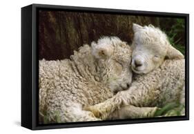 Tukidale Sheep Lambs, Raised for Carpet Wool-null-Framed Stretched Canvas