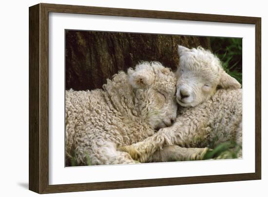 Tukidale Sheep Lambs, Raised for Carpet Wool-null-Framed Photographic Print