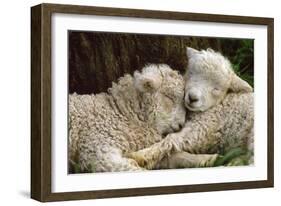 Tukidale Sheep Lambs, Raised for Carpet Wool-null-Framed Photographic Print