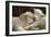 Tukidale Sheep Lambs, Raised for Carpet Wool-null-Framed Photographic Print