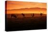Tule Elk and Morning Sun, Point Reyes National Seashore-Vincent James-Stretched Canvas