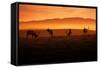 Tule Elk and Morning Sun, Point Reyes National Seashore-Vincent James-Framed Stretched Canvas