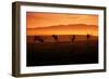 Tule Elk and Morning Sun, Point Reyes National Seashore-Vincent James-Framed Photographic Print