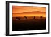 Tule Elk and Morning Sun, Point Reyes National Seashore-Vincent James-Framed Photographic Print