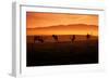 Tule Elk and Morning Sun, Point Reyes National Seashore-Vincent James-Framed Photographic Print