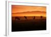 Tule Elk and Morning Sun, Point Reyes National Seashore-Vincent James-Framed Photographic Print