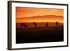 Tule Elk and Morning Sun, Point Reyes National Seashore-Vincent James-Framed Photographic Print