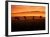 Tule Elk and Morning Sun, Point Reyes National Seashore-Vincent James-Framed Photographic Print