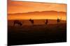 Tule Elk and Morning Sun, Point Reyes National Seashore-Vincent James-Mounted Photographic Print