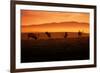 Tule Elk and Morning Sun, Point Reyes National Seashore-Vincent James-Framed Photographic Print