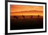 Tule Elk and Morning Sun, Point Reyes National Seashore-Vincent James-Framed Photographic Print