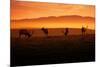 Tule Elk and Morning Sun, Point Reyes National Seashore-Vincent James-Mounted Photographic Print